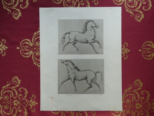 Francesco messina cavallo - francesco,