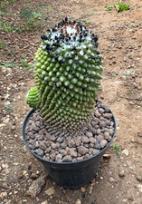 MAMMILLARIA TOLUCA - CACTUS -