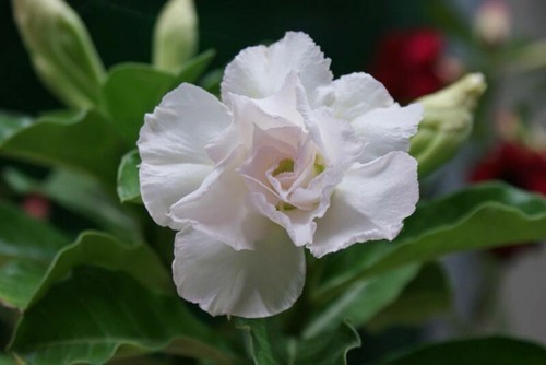 Semi adenium obesum - 10,