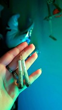 Joint earrings, Orecchini