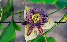Passiflora maliformis 10 semi