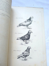 ZANELLI ALLEVAMENTO COLOMBI DA