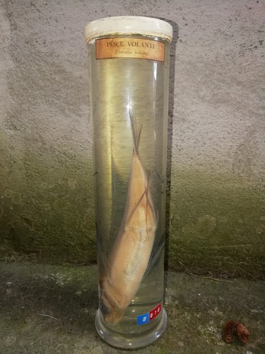 Pesce volante materiale - pesce, volante.