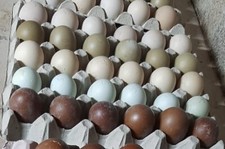 20 uova fertili /feconde PURE araucana,amrock,oliver,marans,Australorp, Brahma