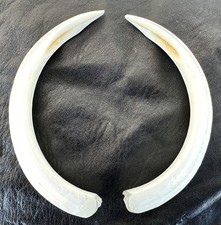 COPPIA DI ZANNE DI CINGHIALE