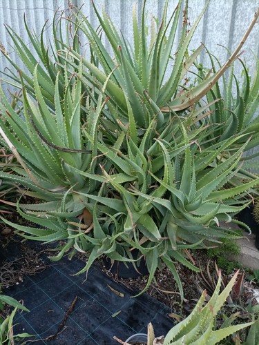 Pianta aloe arborescens - pianta, di