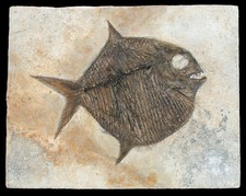 Malm Gyrodus macrophthalmus