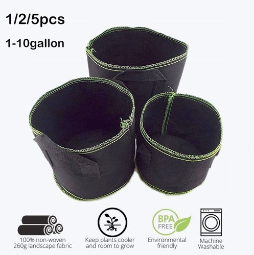 1/3/5/10gal gallone pianta