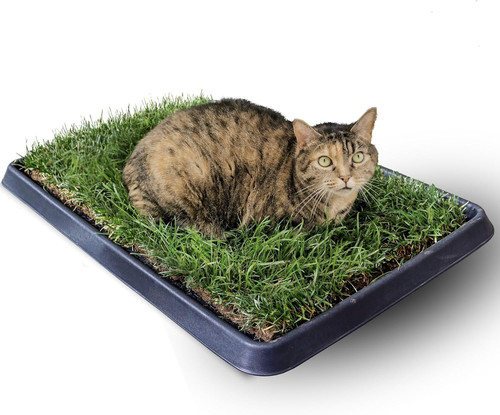 Gatto kit cuccia - gatto,