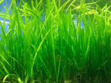 5x piante Vallisneria Natans per acquario di acqua dolce tropicale