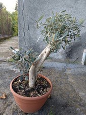 Ulivo Bonsai Vaso 30 - Olivo Olea europea Bonsai - Pianta Ornamentale