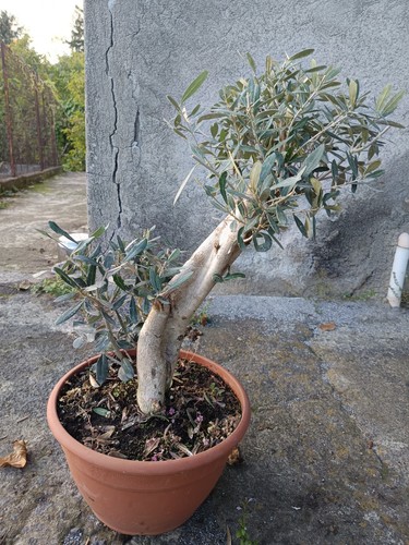 Ulivo bonsai vaso - bonsai,