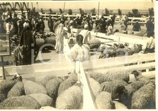1935 ca LIBIA Mostra Zootecnica - Alcuni capi ovini in vendita *Fotografia