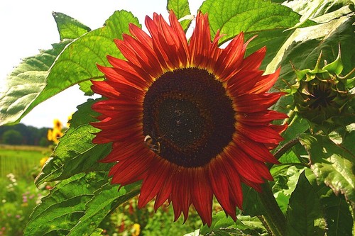 Girasole crimson queen - crimson,