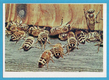 ANIMALI DI TUTTO IL