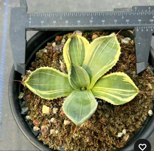 3rara pianta succulenta - pianta,