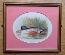 Spatola pala Clipeata quadro