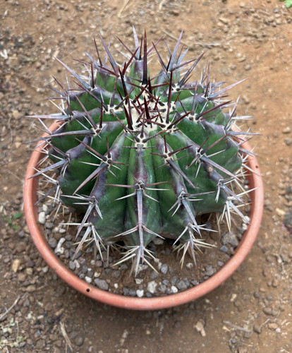 Echinocactus ingens pianta - -,