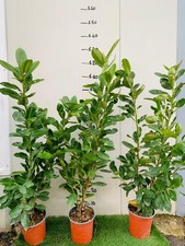 50 PIANTE DI LAURO CERASO