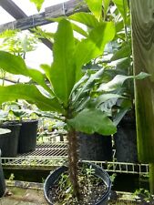 Corona di spine. Vaso da 2 galloni. Fiori rossi