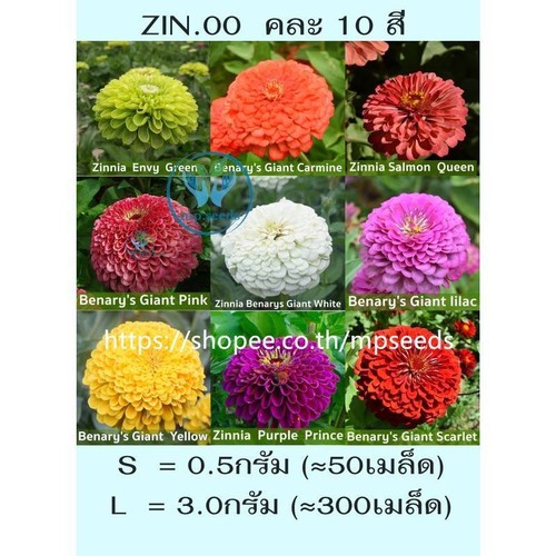 Fiori piante zinnia - piante, 500