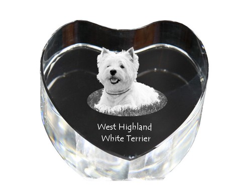 West highland white terrier - highland,