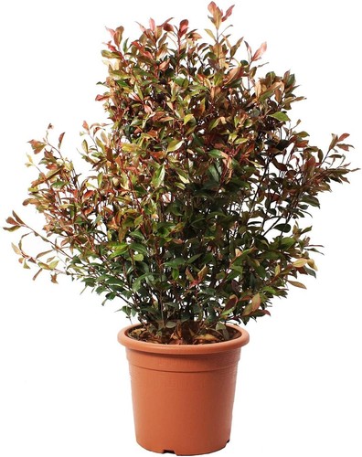 Photinia fraseri robusta - photinia,