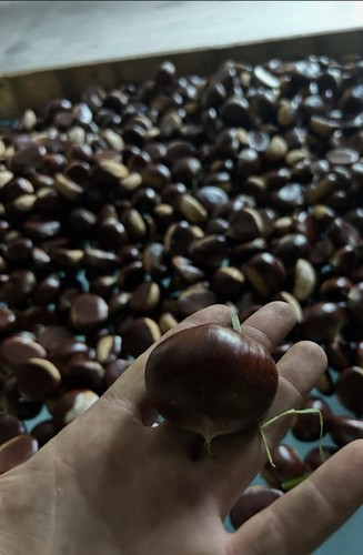 Castagne bouche bétizacè - de,
