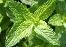 MENTA MAROCCHINA 10+ SEMI F