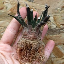 K072 ARIOCARPUS special price