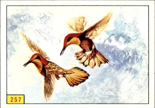 Figurina uccelli panini - uccelli, ed.panini