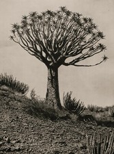 1929 Vintage AFRICA Albero di