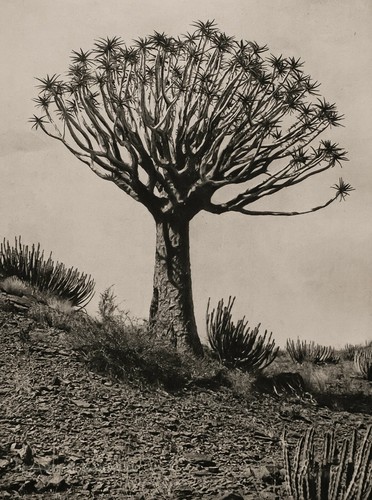 1929 vintage africa albero - vintage,