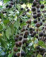 Dovyalis hebecarpa bacche di - bacche,