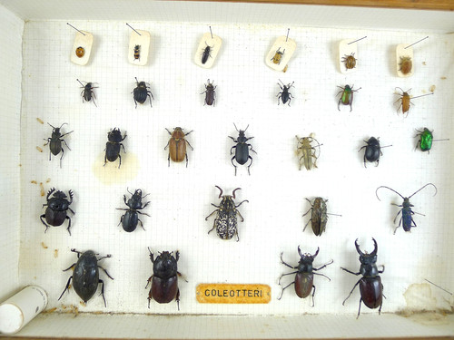 Entomologia insetti coleotteri - entomologia,