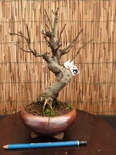 Bonsai di Melo Everest h 30cm