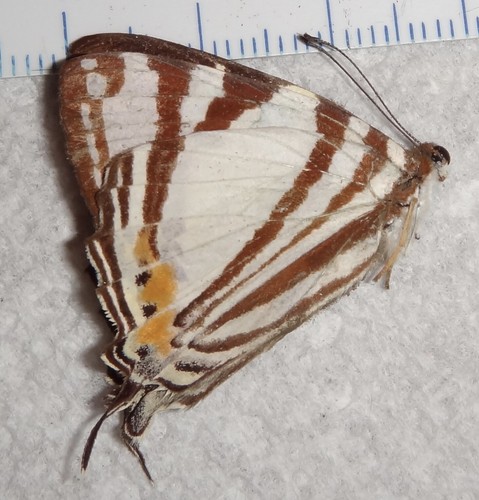 Riodinidae dodona aponata - dodona,