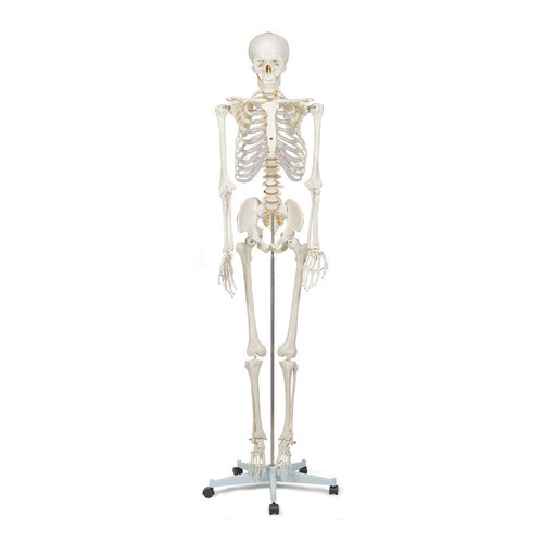 Elementary anatomy 1021930 - elementary,