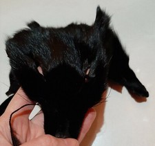 Testa di volpe faccia pezzi