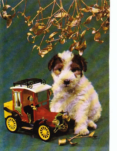 Cartolina fox terrier - terrier,
