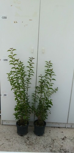 Pianta ligustrum japonicum - pianta,