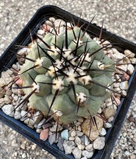 Copiapoa Cinerea 'GM 797'