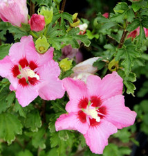 30 SEMI DI HIBISCUS SYRIACUS