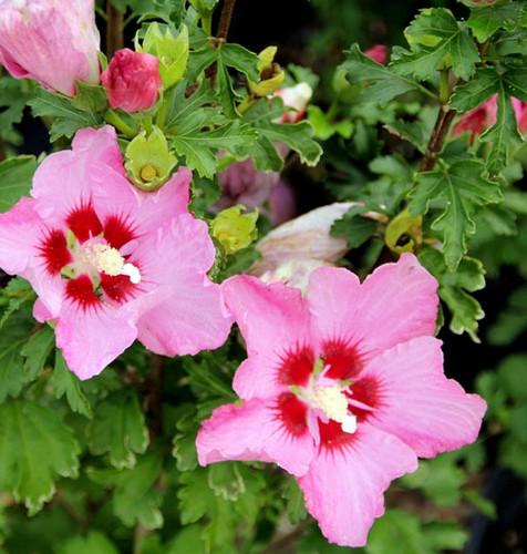 Semi hibiscus syriacus - 30,