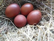 UOVA FERTILI FECONDE    MARANS