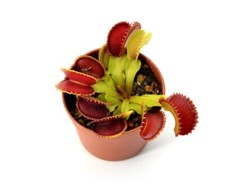 Dionea Muscipula Dracula