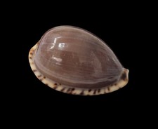 Shell CYPRAEA ANGUSTATA