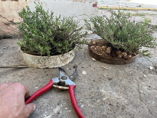 Bonsai timo thymus vulgaris - timo,,