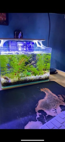 Mini acquario in vetro - 🐟,