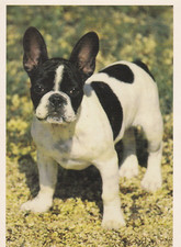 Bulldog  *  Bulldogge